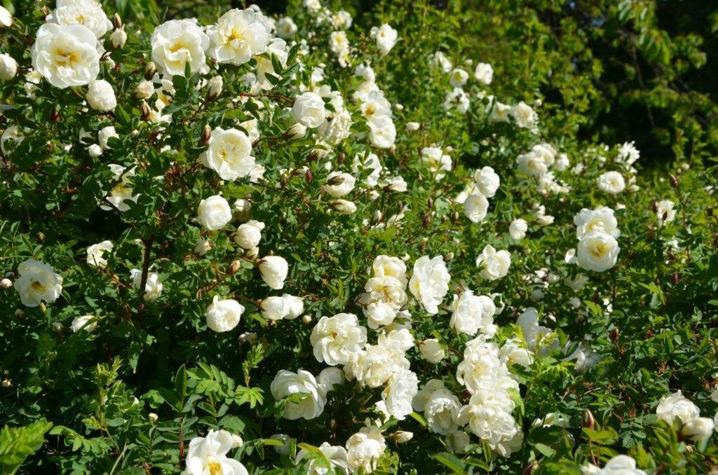 Rosenborgs Friluftspensionat Färjestaden エクステリア 写真